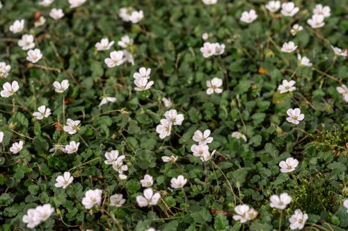 album_erodium-reichardii_76802_2