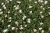 album_erodium-reichardii_76802_2