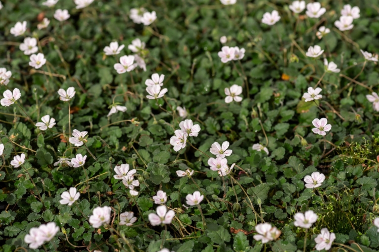 album_erodium-reichardii_76802_2