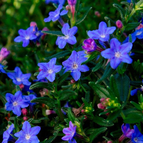 grace-ward_lithodora-diffusa_78124_1