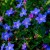 grace-ward_lithodora-diffusa_78124_1