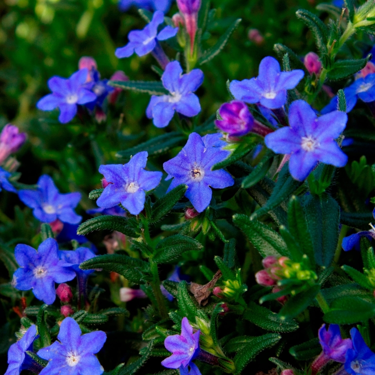 grace-ward_lithodora-diffusa_78124_1