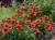 gailardia-arizona-red-shades-gaillardia-aristata-arizona-red-shades