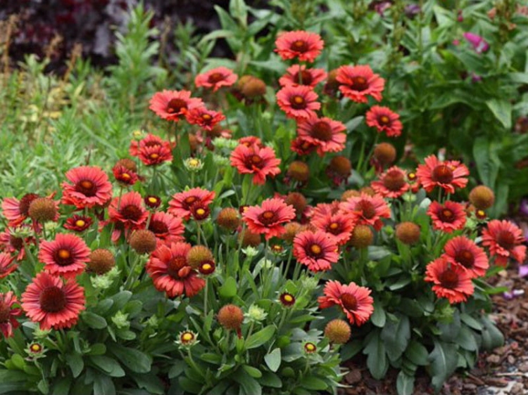 gailardia-arizona-red-shades-gaillardia-aristata-arizona-red-shades