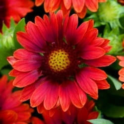 gailardia-arizona-red-shades