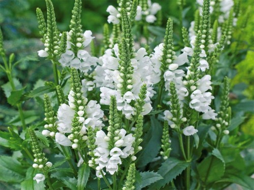 odetka-crystal-peak-white-physostegia-virginiana