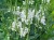 odetka-crystal-peak-white-physostegia-virginiana