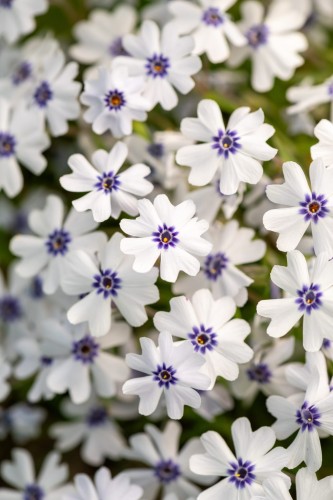 bavaria_phlox-subulata_76374_1