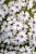 bavaria_phlox-subulata_76374_1