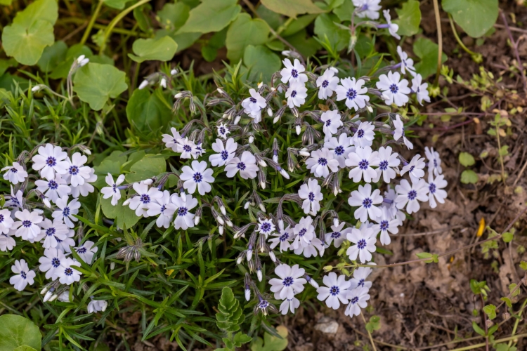 bavaria_phlox-subulata_76374_4