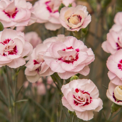 angel-of-virtue_dianthus-plumarius_77815_1
