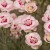 angel-of-virtue_dianthus-plumarius_77815_1