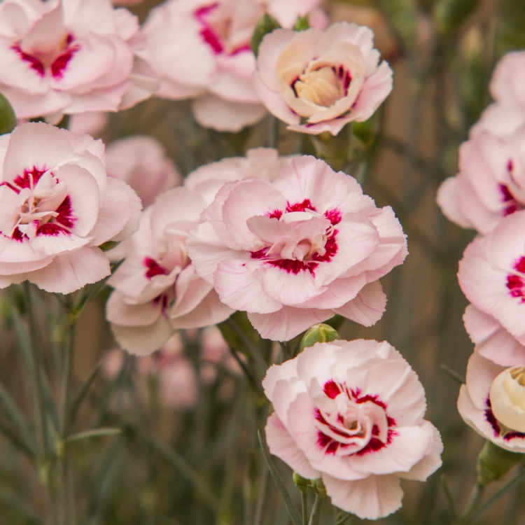 angel-of-virtue_dianthus-plumarius_77815_1