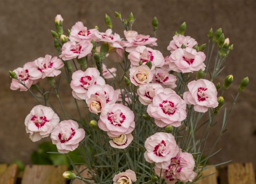angel-of-virtue_dianthus-plumarius_77815_2