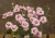 angel-of-virtue_dianthus-plumarius_77815_2