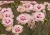 angel-of-virtue_dianthus-plumarius_77815_3