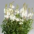 Gaura-lindheimeri-Giggles-White-evelo-diszgyertya.jpg