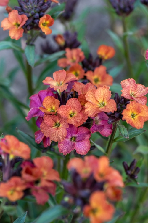constant-cheer_erysimumhybridum_74709_1