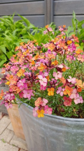 constant-cheer_erysimumhybridum_74709_2