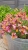 constant-cheer_erysimumhybridum_74709_2
