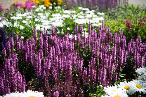 midnight-rose_salvia-nemorosa_78299_1