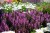 midnight-rose_salvia-nemorosa_78299_1