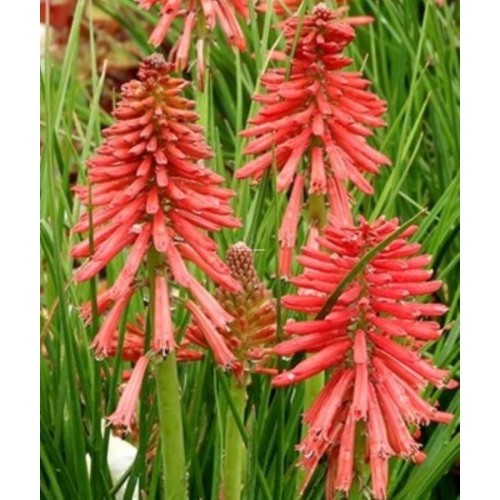 kniphofia-poco-red-trytoma