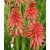 kniphofia-poco-red-trytoma
