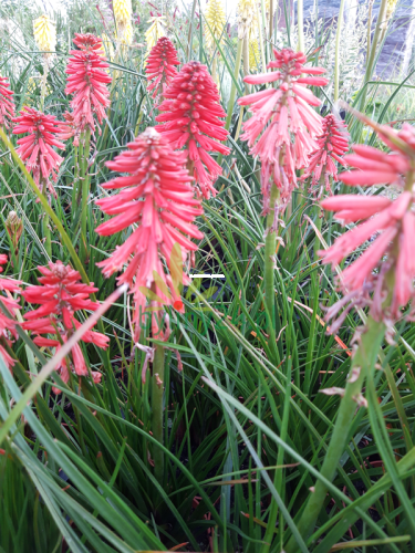 Trytoma-groniasta-Poco-Red—Kniphofia-uvaria–Poco-Red