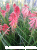 Trytoma-groniasta-Poco-Red—Kniphofia-uvaria–Poco-Red