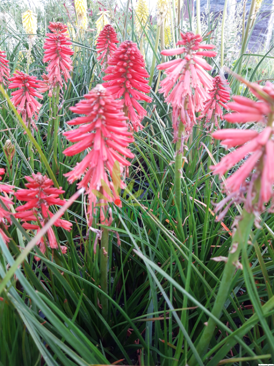 Trytoma-groniasta-Poco-Red—Kniphofia-uvaria–Poco-Red