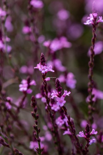 bampton_verbena-officinalis_71456_4
