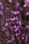 bampton_verbena-officinalis_71456_4