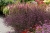 bampton_verbena-officinalis_71456_1