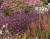 bampton_verbena-officinalis_71456_2