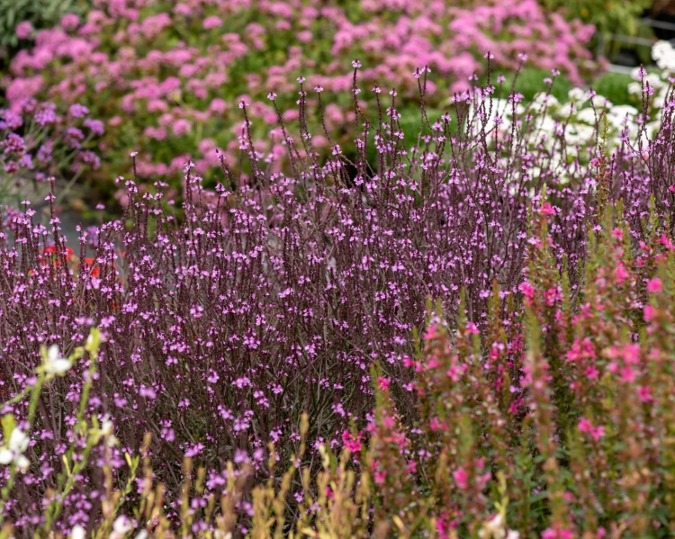 bampton_verbena-officinalis_71456_2