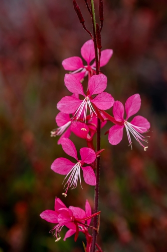 tutti-frutti_gaura-lindheimeri_71356_1