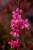 tutti-frutti_gaura-lindheimeri_71356_1