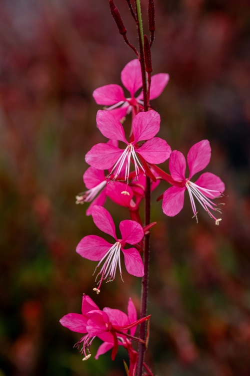 tutti-frutti_gaura-lindheimeri_71356_1
