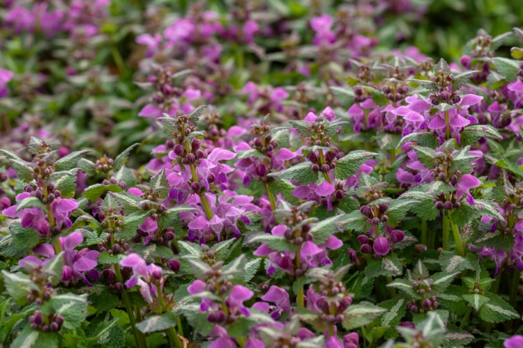 roseum_lamium-maculatum_76713_1