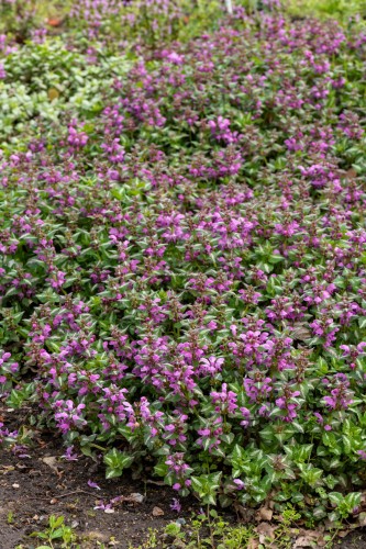 roseum_lamium-maculatum_76713_3