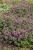 roseum_lamium-maculatum_76713_3