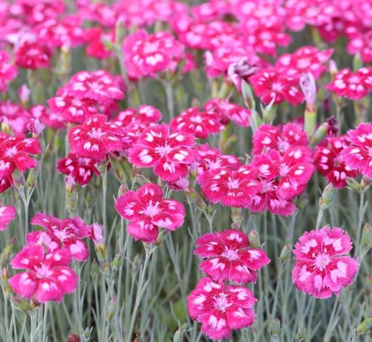 gozdzik-postrzepiony-angel-of-desire-dianthus-plumarius