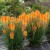 pol_pm_Trytoma-Poco-Orange-P9-162994_3