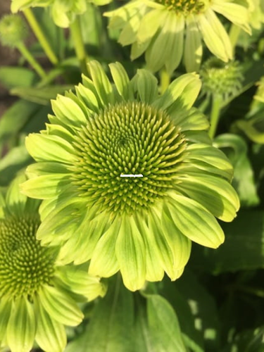 Jezowka-purpurowa-Verdana—Echinacea-purpurea-Verdana