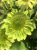 Jezowka-purpurowa-Verdana—Echinacea-purpurea-Verdana