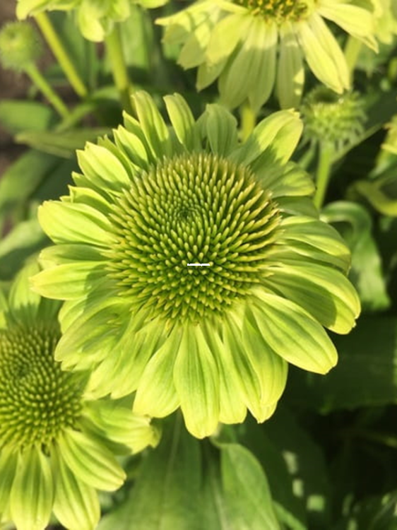 Jezowka-purpurowa-Verdana—Echinacea-purpurea-Verdana