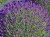 lawenda-waskolistna-hidcote-blue