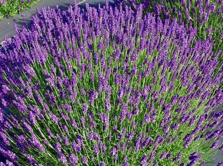 lawenda-waskolistna-hidcote-blue