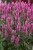 bubblegum-candles_veronica-spicata_74847_1